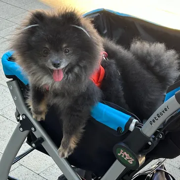 Playful fluffy Pomeranian puppy